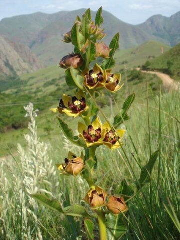 Pachycarpus concolor subsp. transvaalensis leafy inflorescence